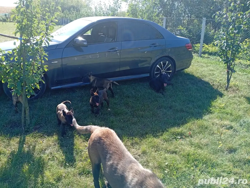 catei de vanzare  catei de vanzare