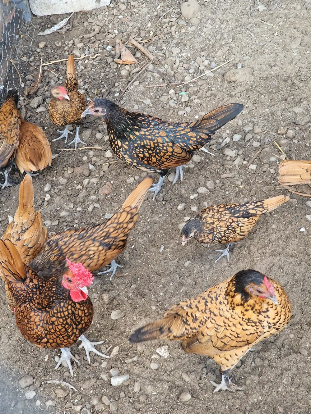 Vand Fazani, Gaini pitice Lemon mii de flori, Sebright si Turturele