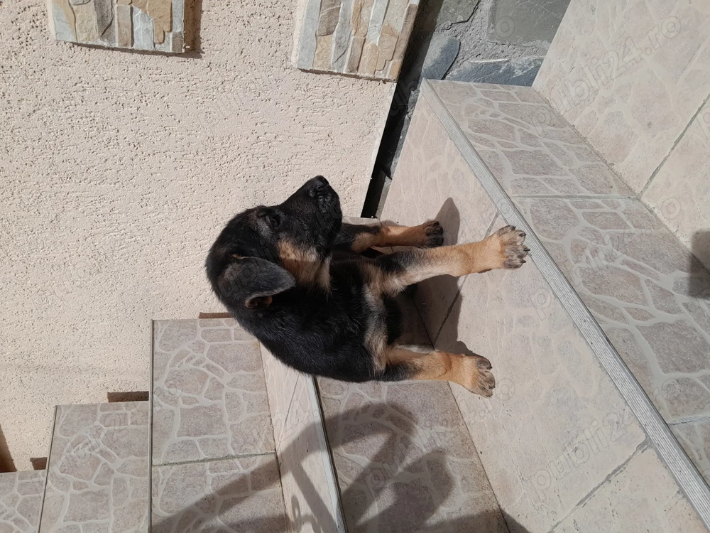 Catei ciobanesc german