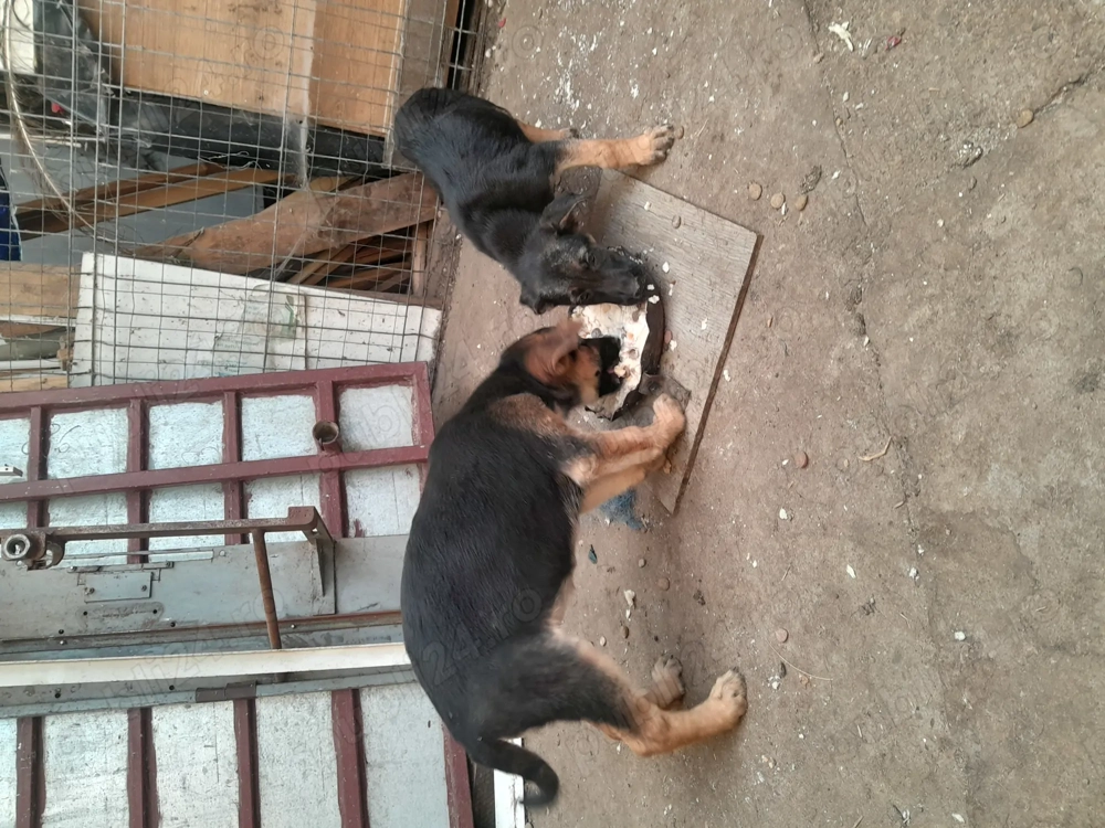 Catei ciobanesc german