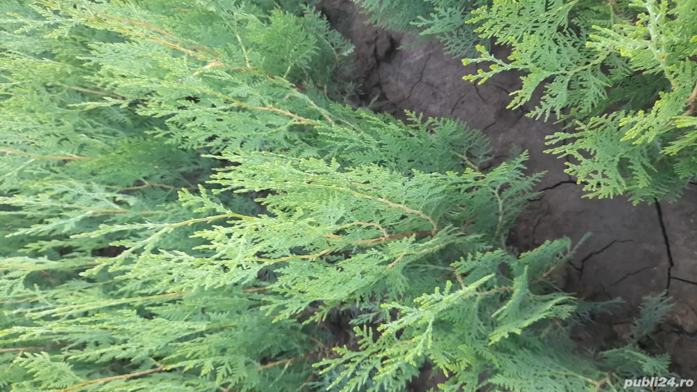 tuia orientalis biota 