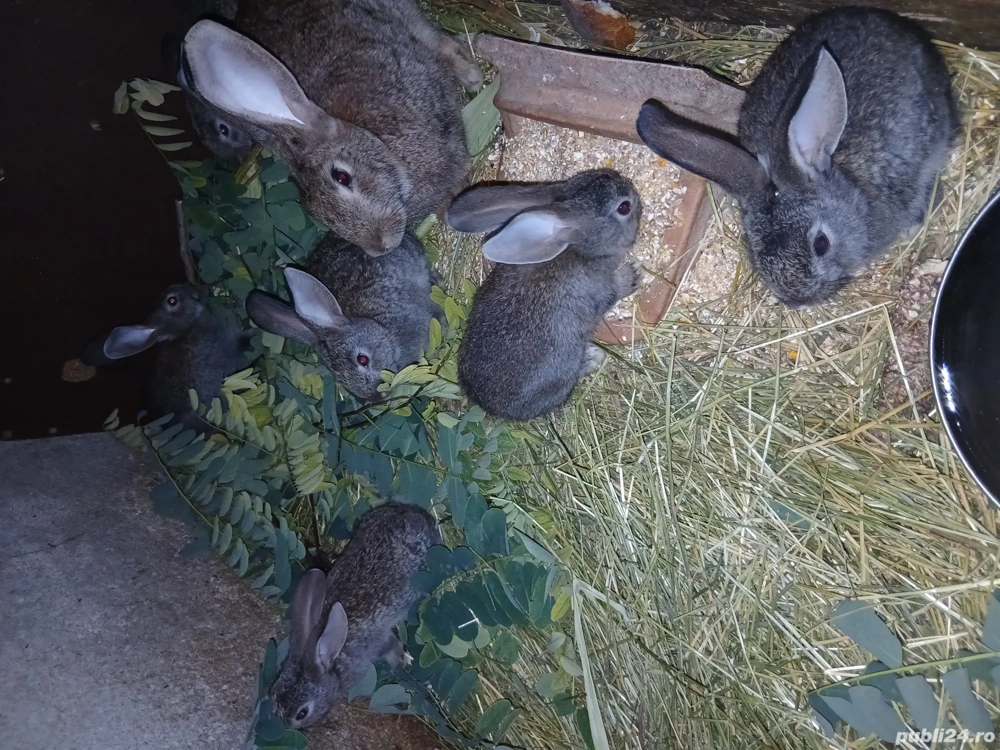 Vind iepuri  Vind iepuri