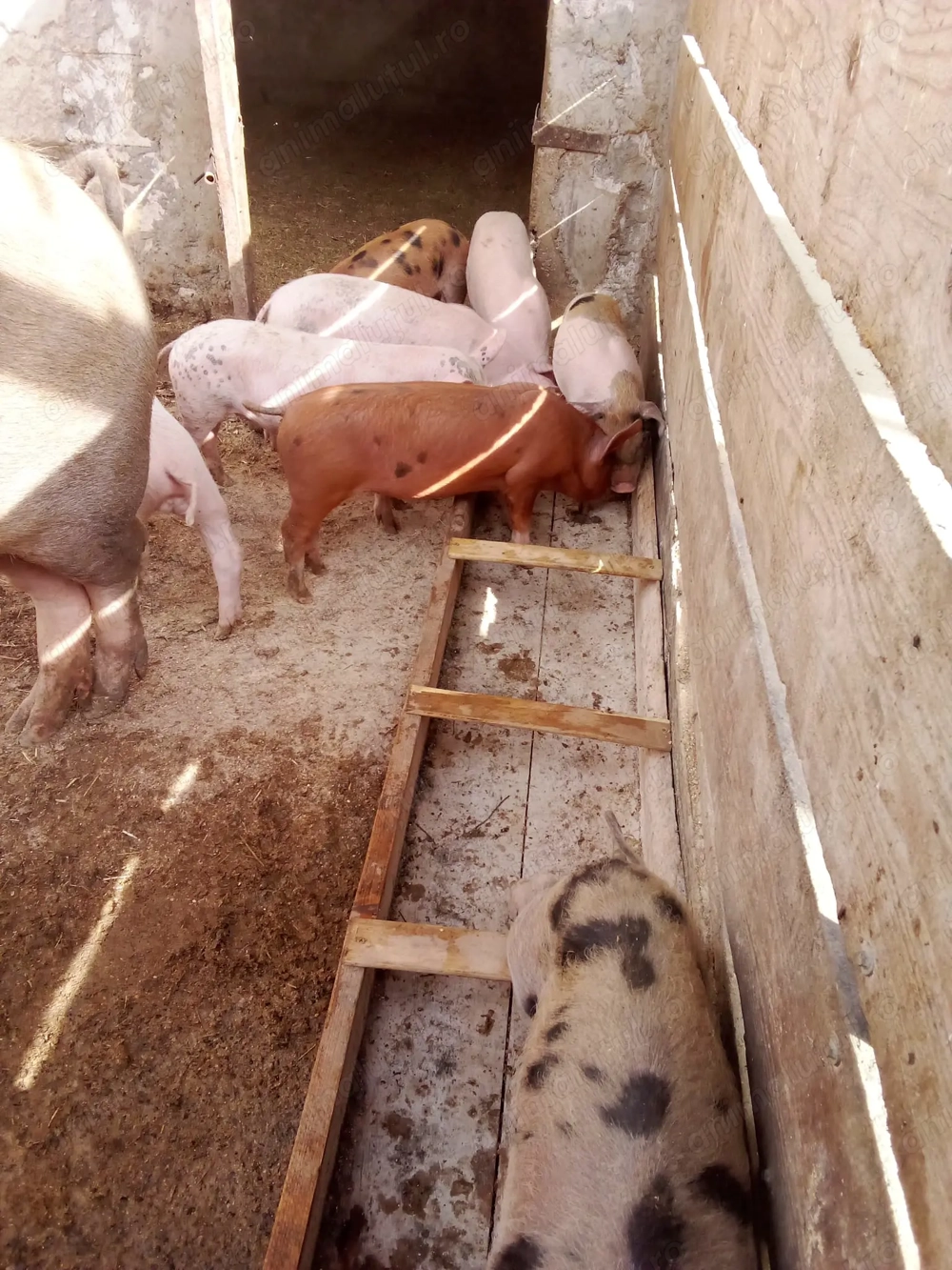 Vand purcei frumoși marele alb  Vand purcei frumoși marele alb