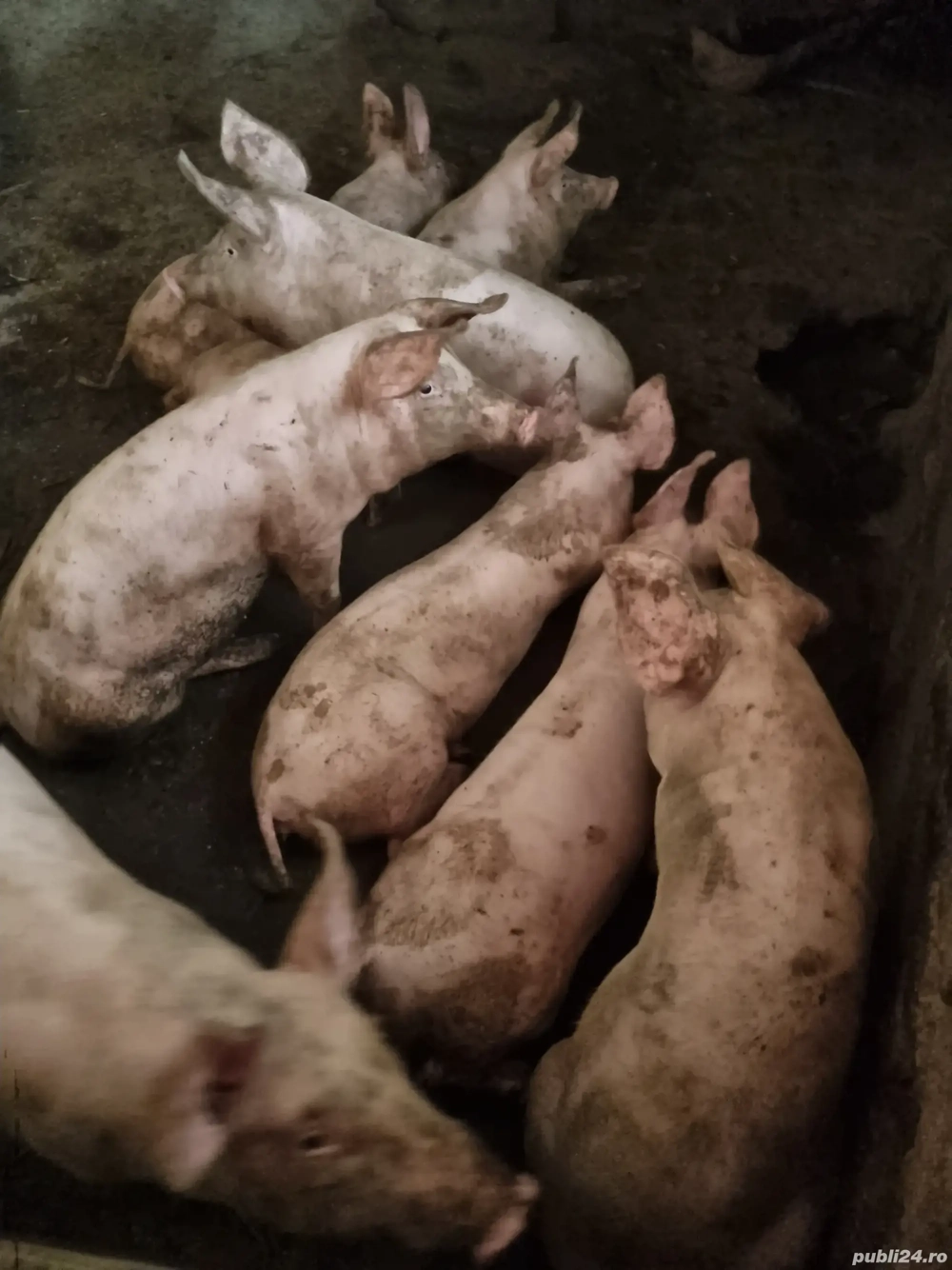 Porci de vanzare. Porci de vanzare.