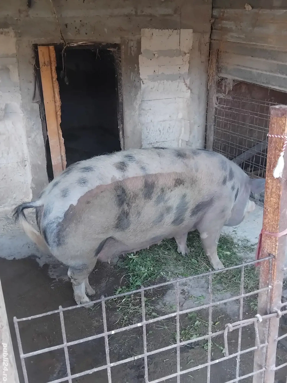 Vind  purcea  Vind  purcea