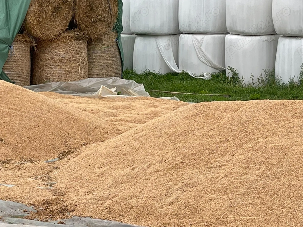 Grau din agricultura ecologica pt consum si samanta C2