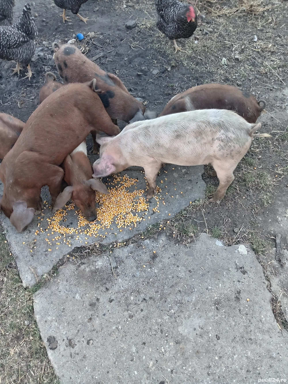 grăsuni de vînzare 