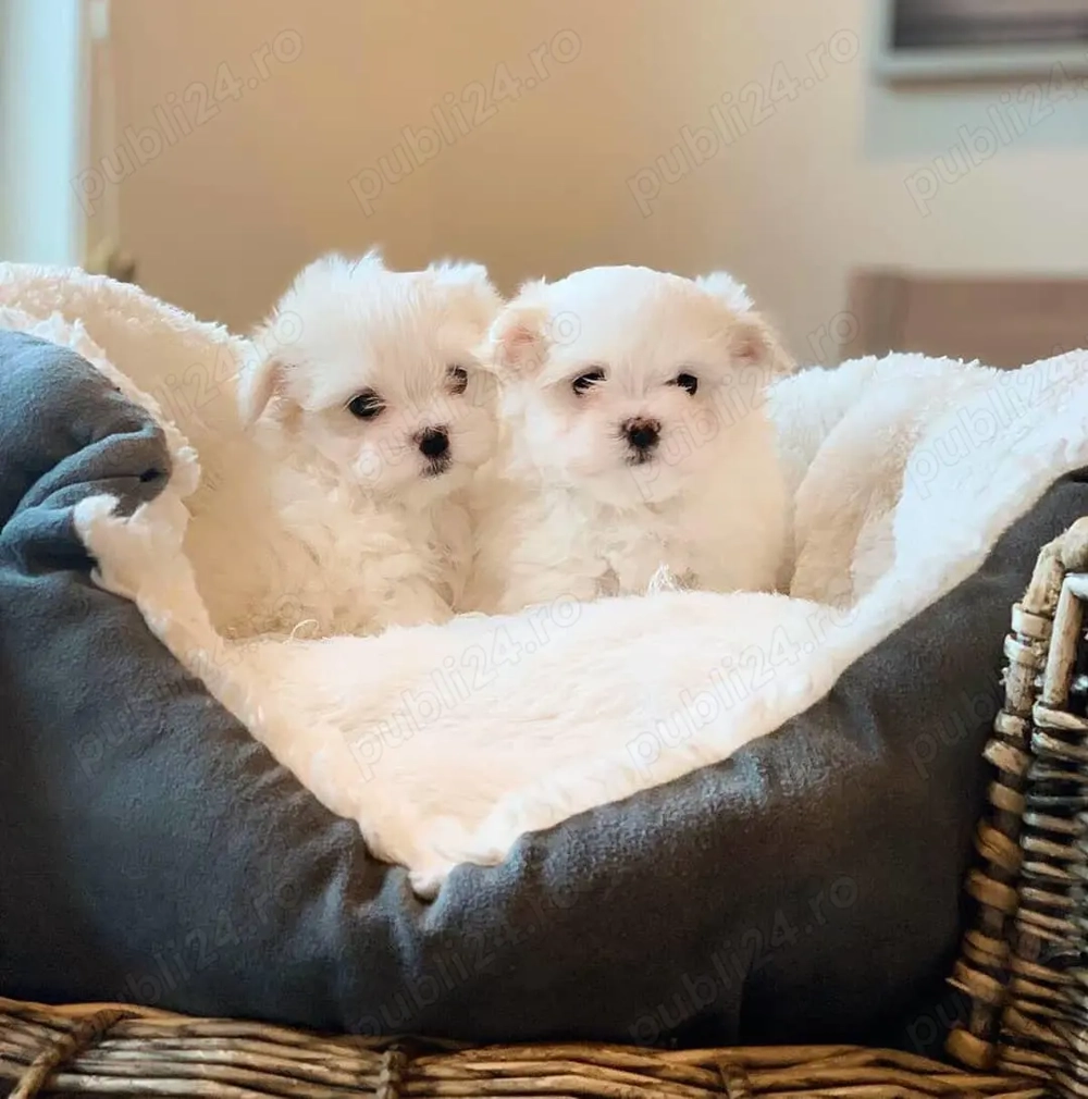 Bichon maltez talie mica