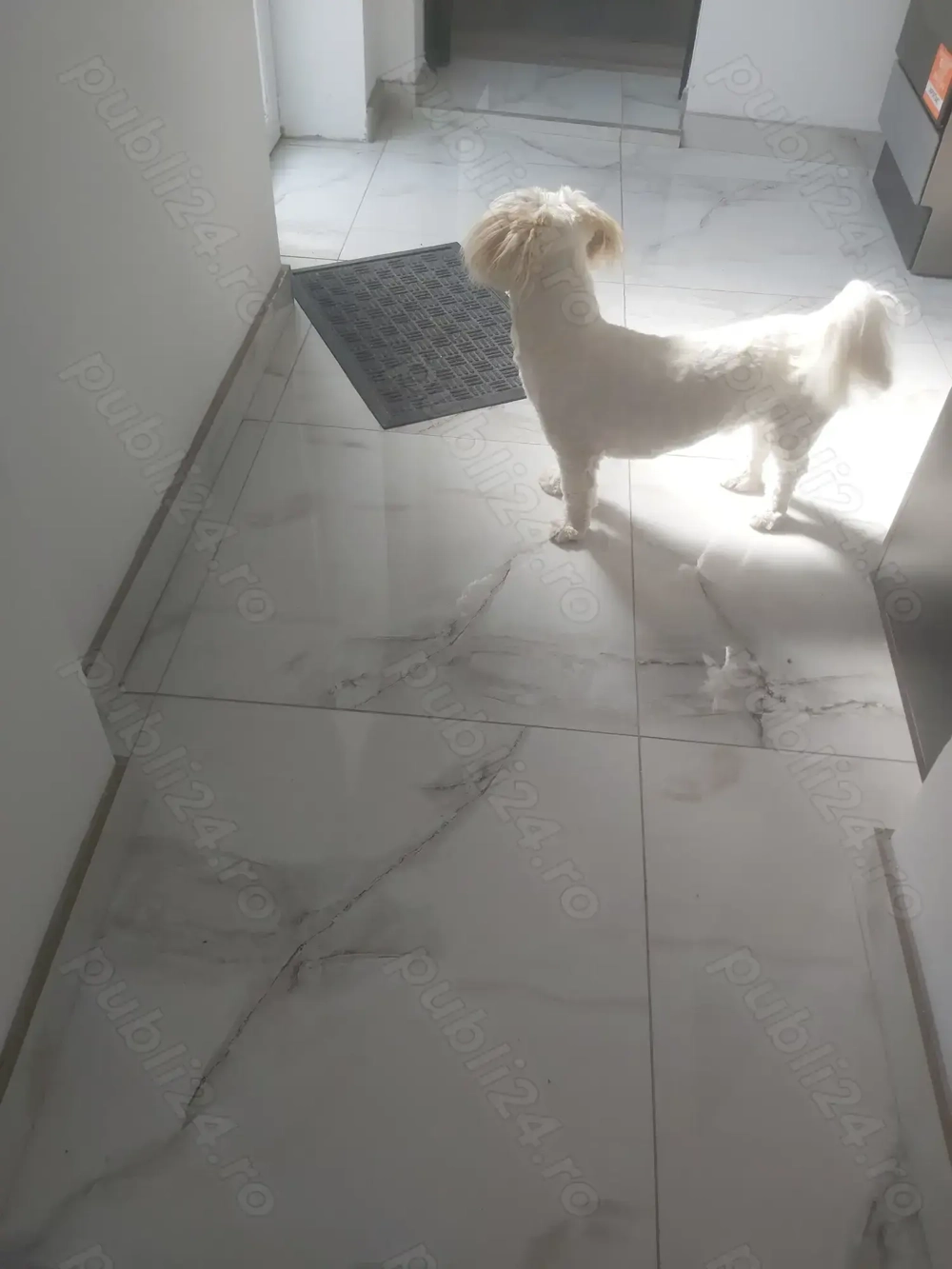 Donez cățel bichon 