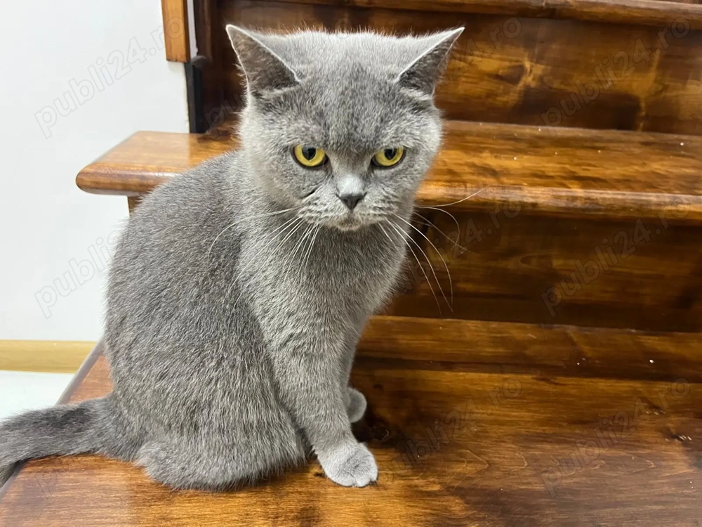 Pisica British shorthair blue pret avantajos Pisica British shorthair blue pret avantajos