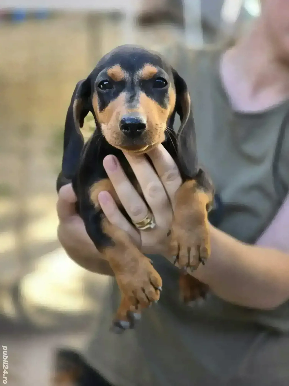 Teckel Daschund Șorecar București SECTOR 3