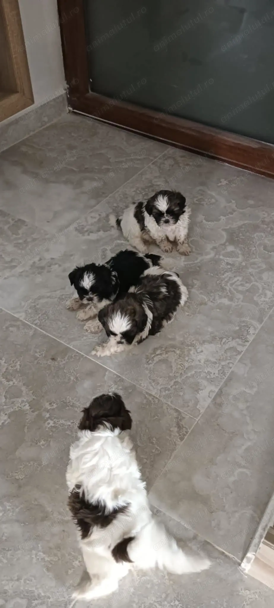 Cățeluși Shi-Tzu (băiețel fetița)