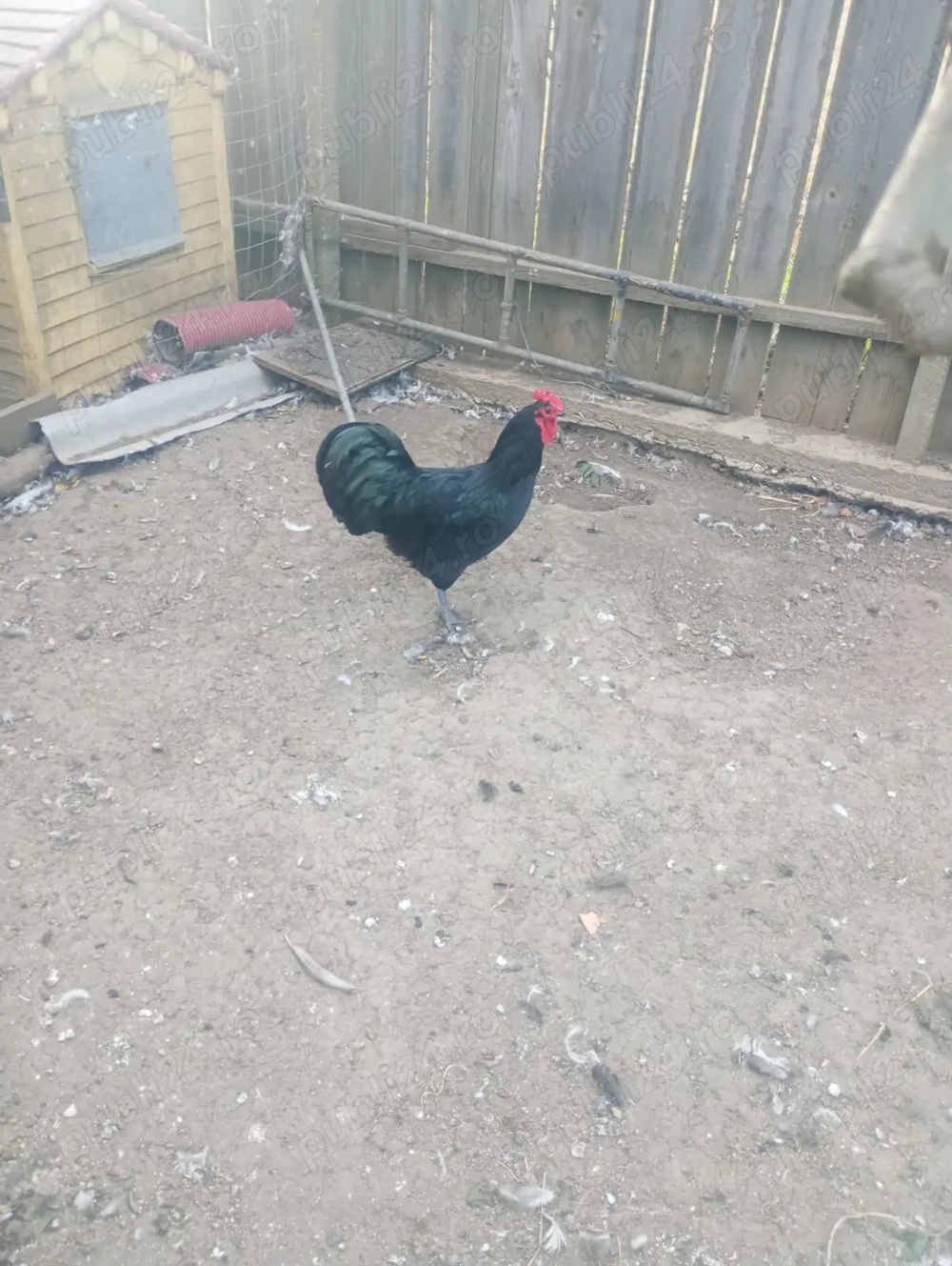 Cocosi australorp an 2025 Cocosi australorp an 2025