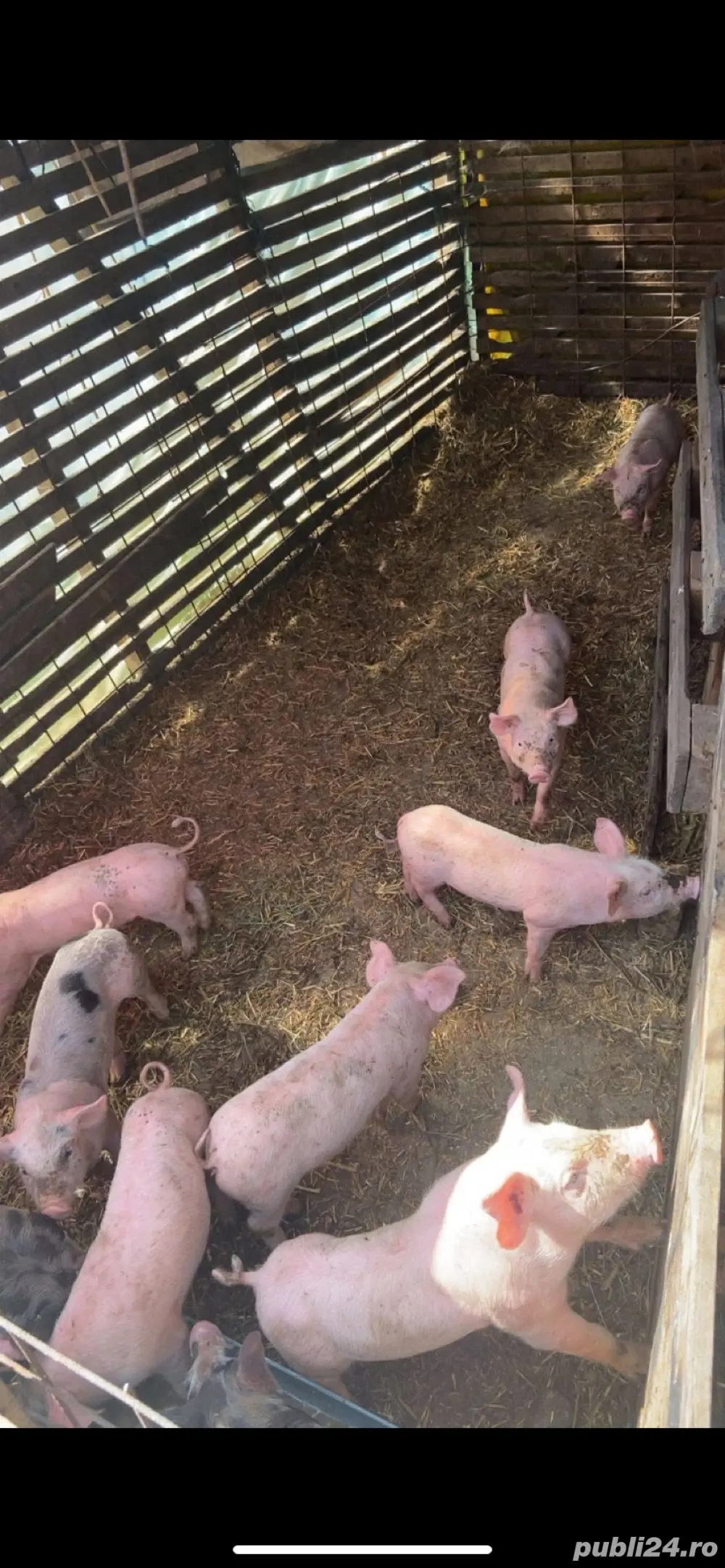 vand purcei de rasa(25-30kg) vand purcei de rasa(25-30kg)