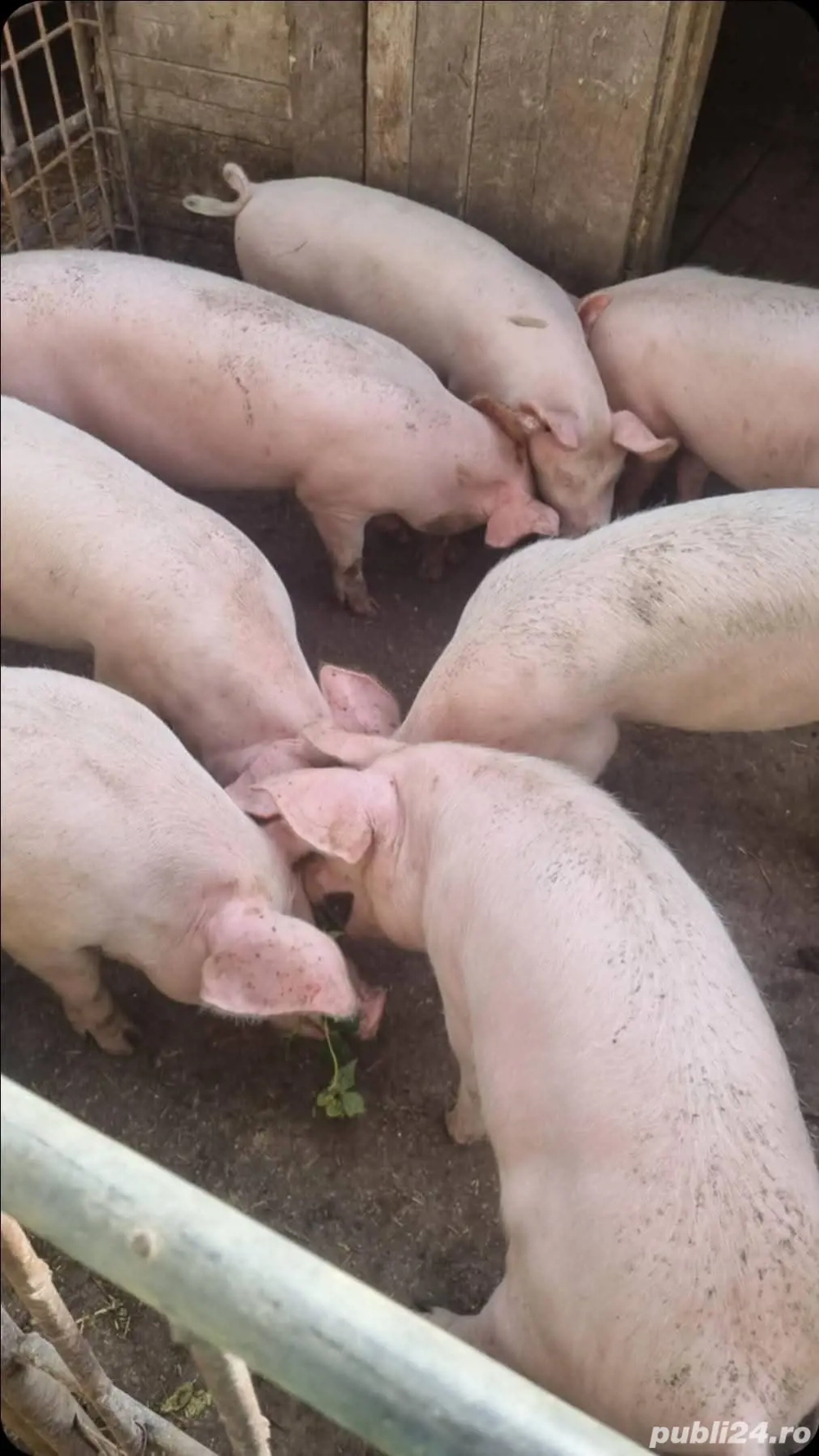 Porc si Soldani de Vanzare Porc si Soldani de Vanzare