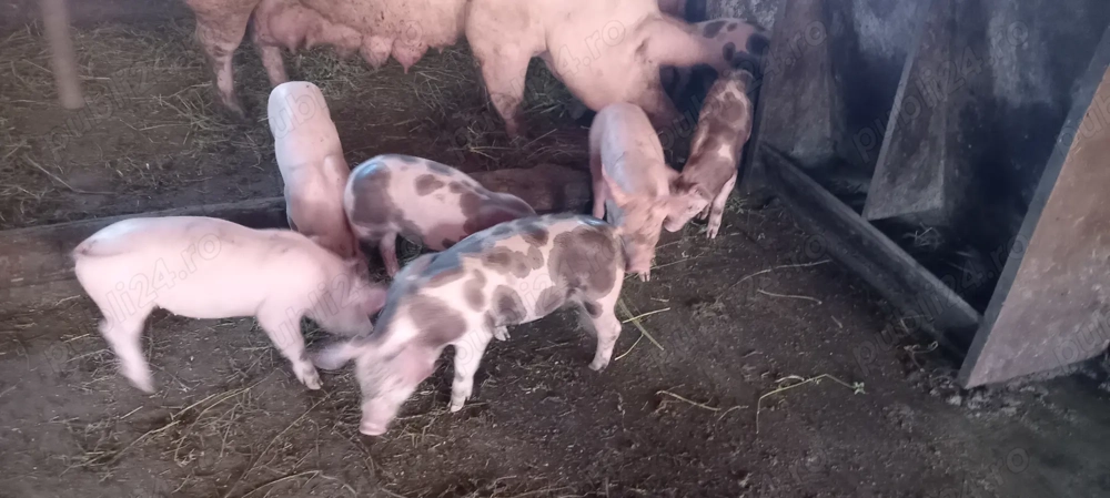 Vând purcei pietrean cu pik 2 luni 