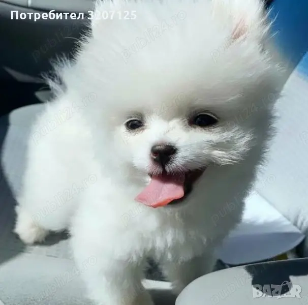 Catelusi Pomeranian Mini super jucausi si frumosi.Au tratamentele la zi