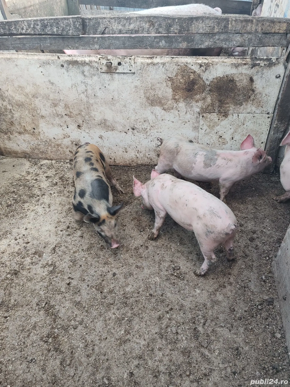 Purcei de vânzare 