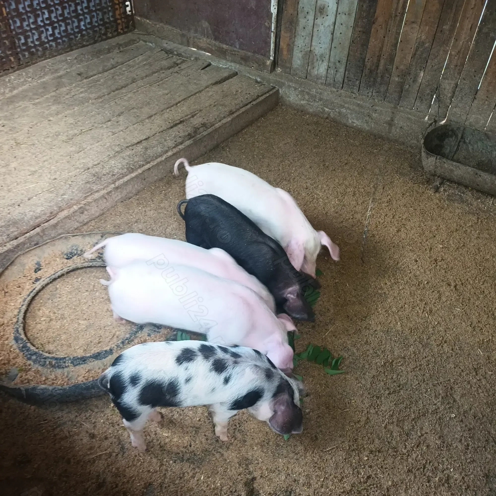 Vând purcei romanesti Vând purcei romanesti