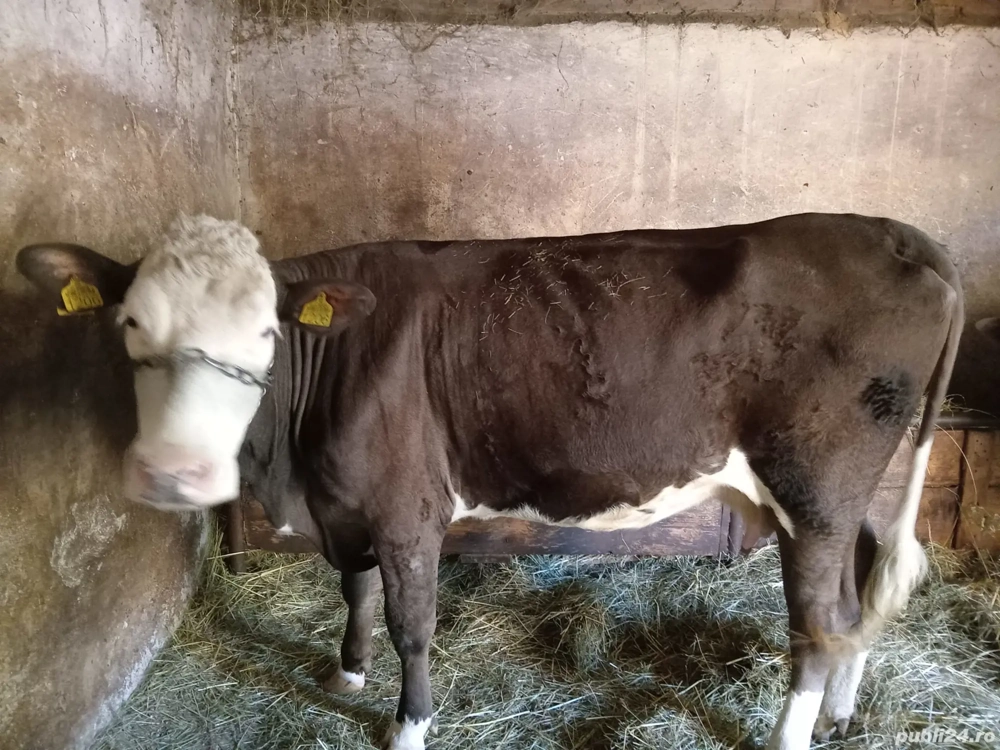 Vaca Bălțată Româneasca Vaca Bălțată Româneasca