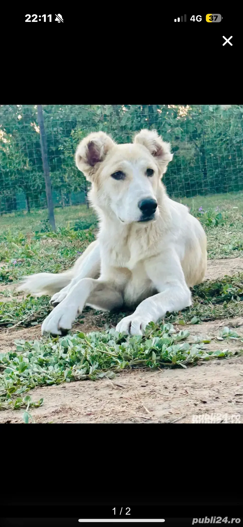 caine de intors Urgent!