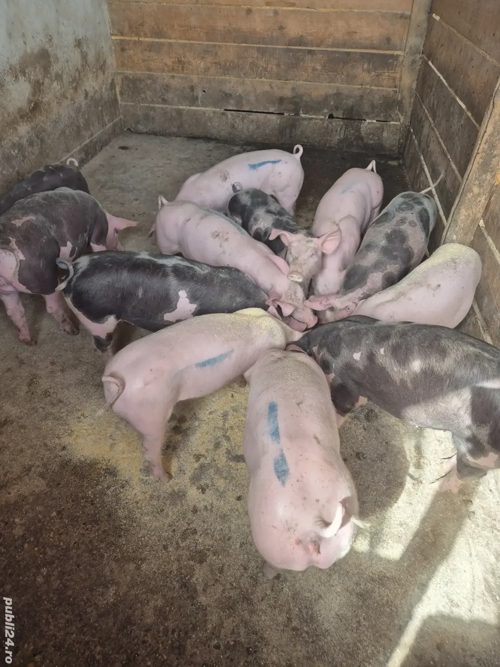 Vand grasuni castrati