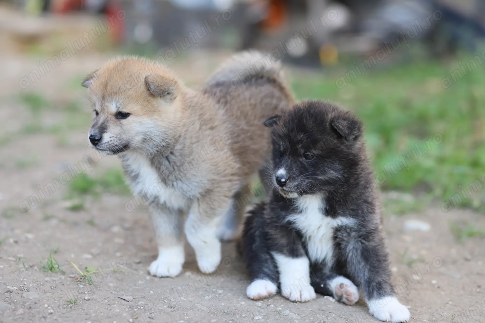 Akita Inu roscat si brindle(tigrat)