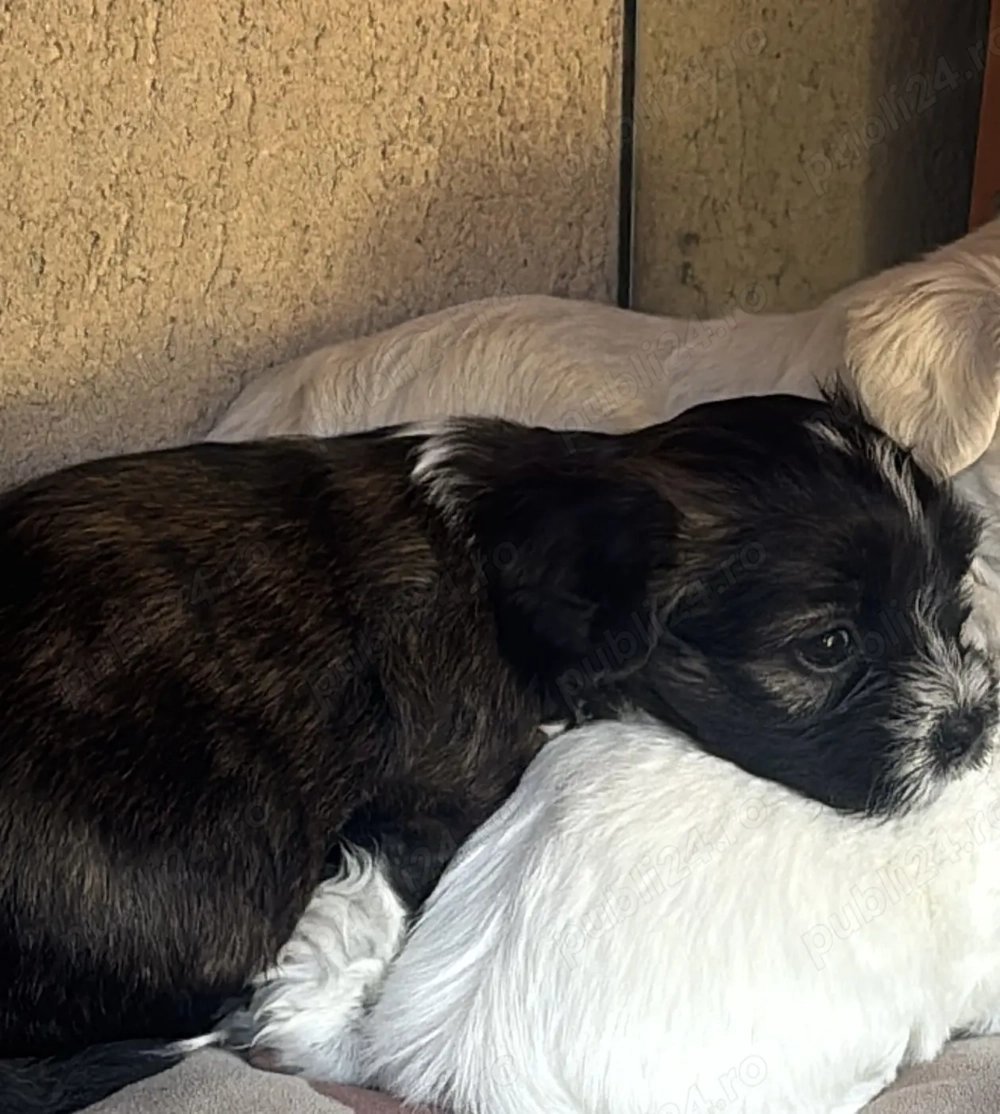 Bichon| negru cu alb