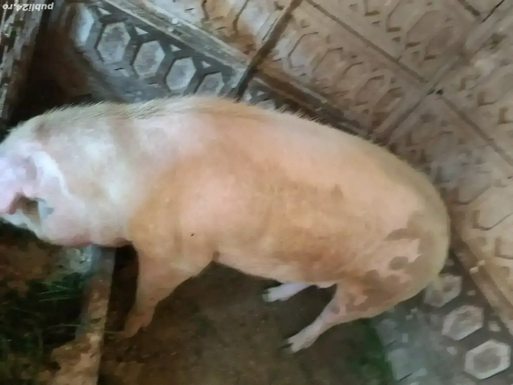 porc de vanzare 