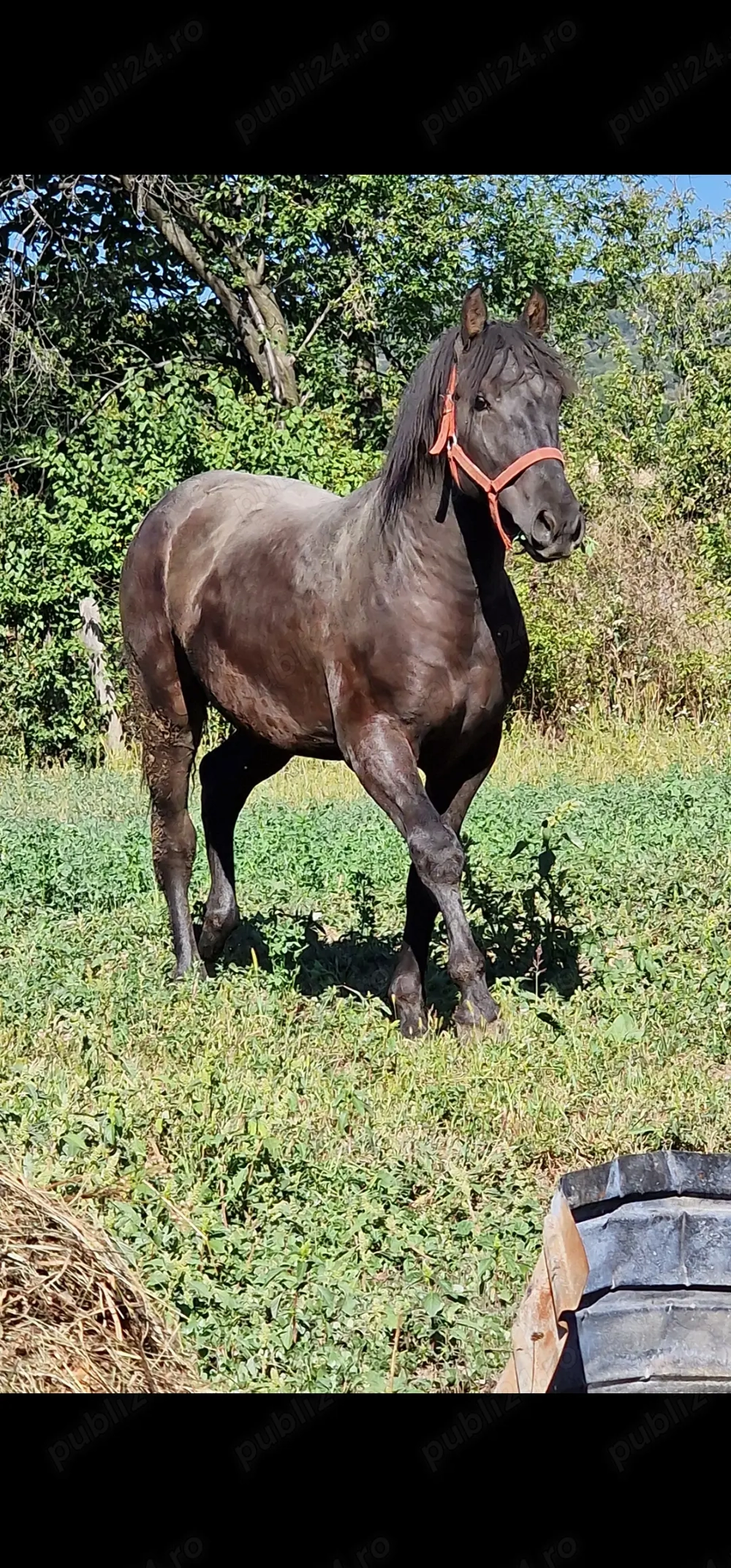 De vânzare 16 luni De vânzare 16 luni