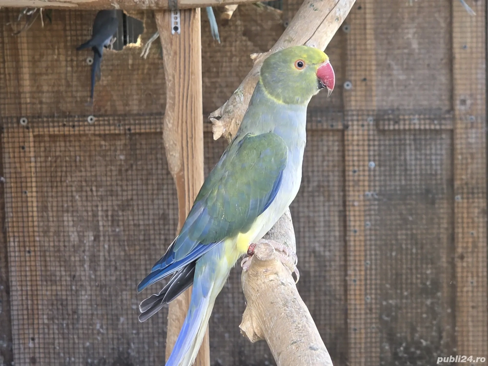 Papagali Micul Alexandru mutații de culoare Papagali Micul Alexandru mutații de culoare