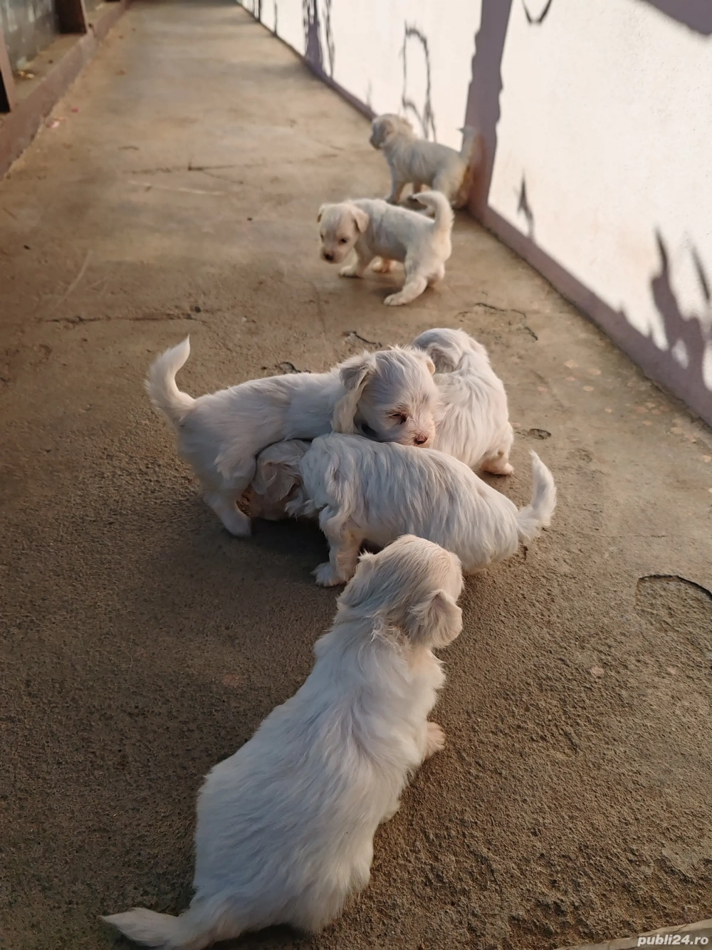 Vand bichon Maltez  Vand bichon Maltez