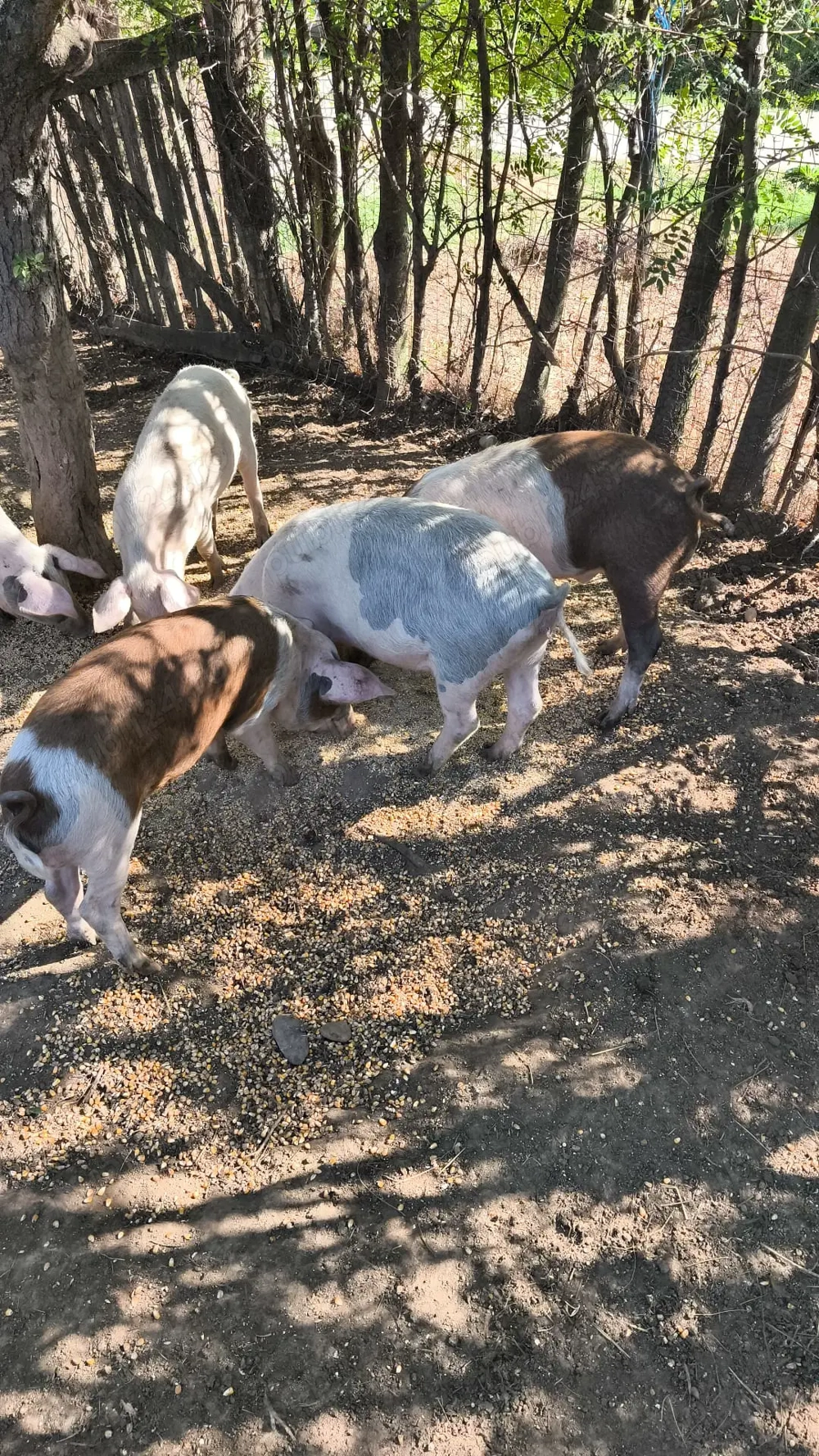 Vând purcei mangalita