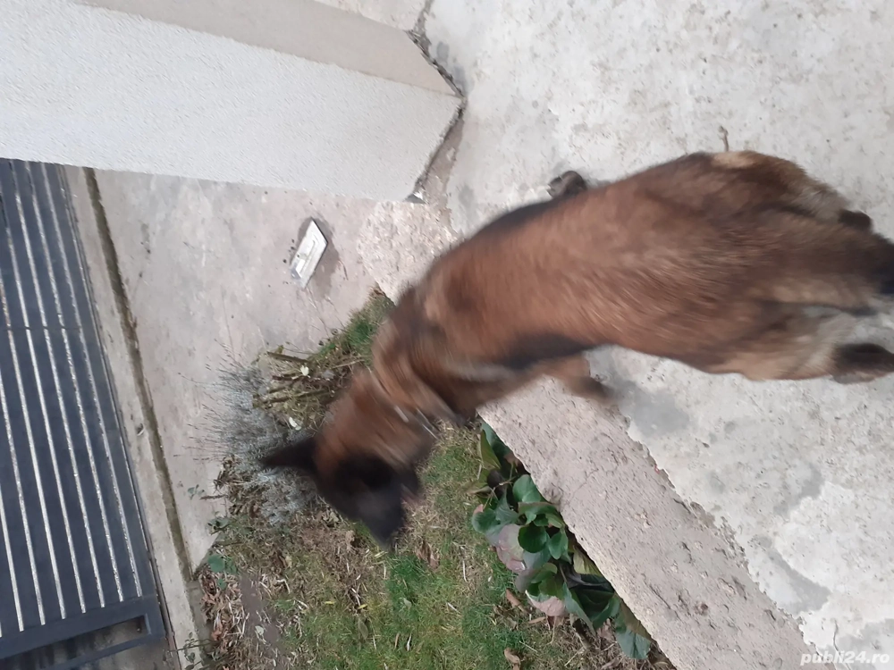 femela ciobanesc belgian 