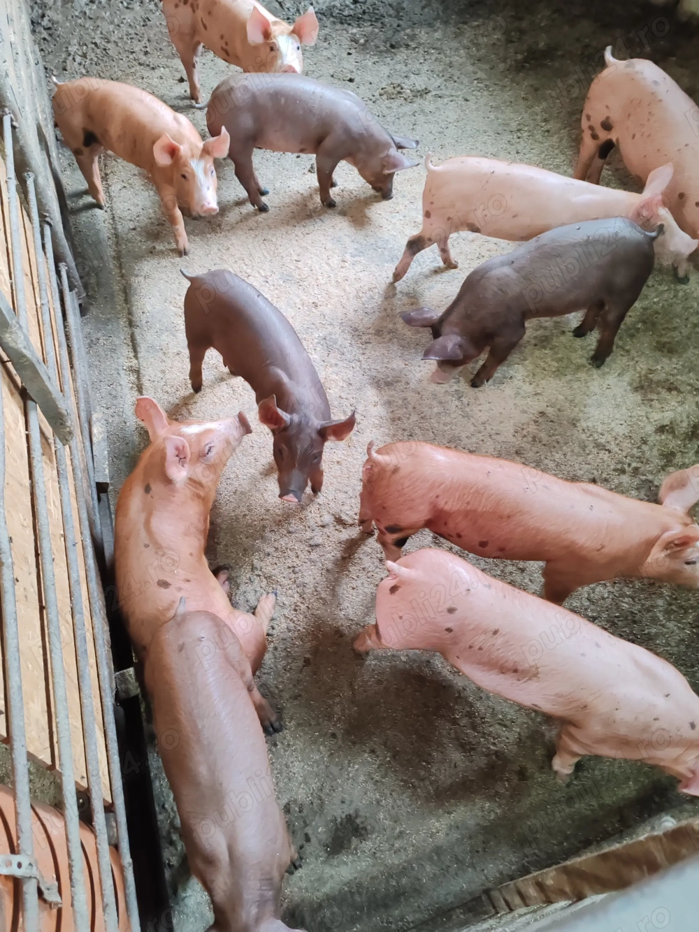 Purcei 8 săptămâni Purcei 8 săptămâni