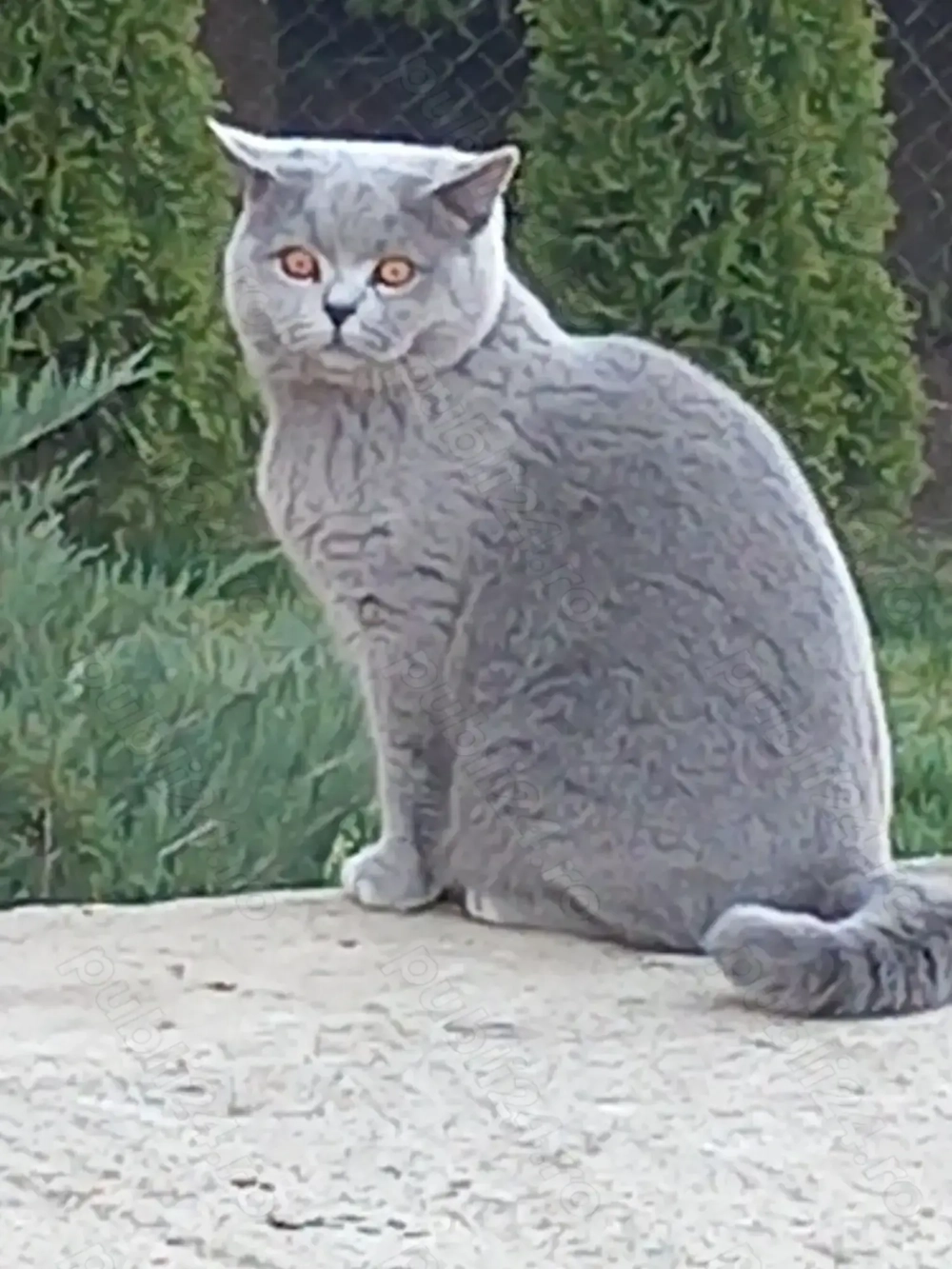 Motan britihs shorthair  Motan britihs shorthair