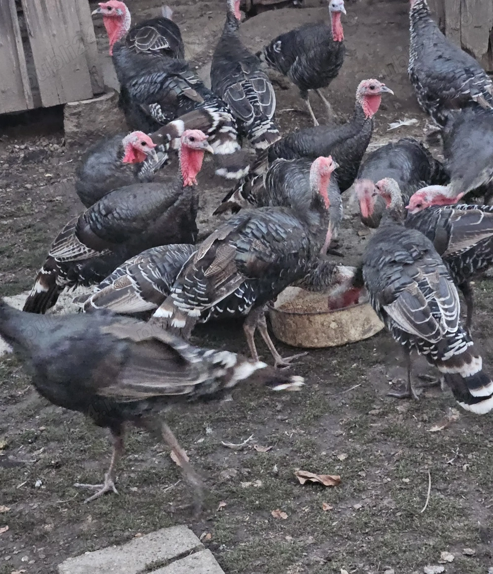 Curci de vânzare !!! Curci de vânzare !!!