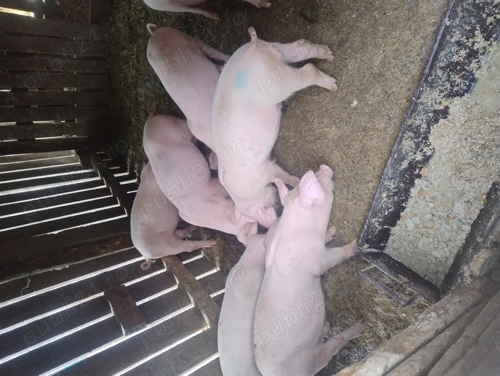Vând purcei la 8 saptamani Vând purcei la 8 saptamani