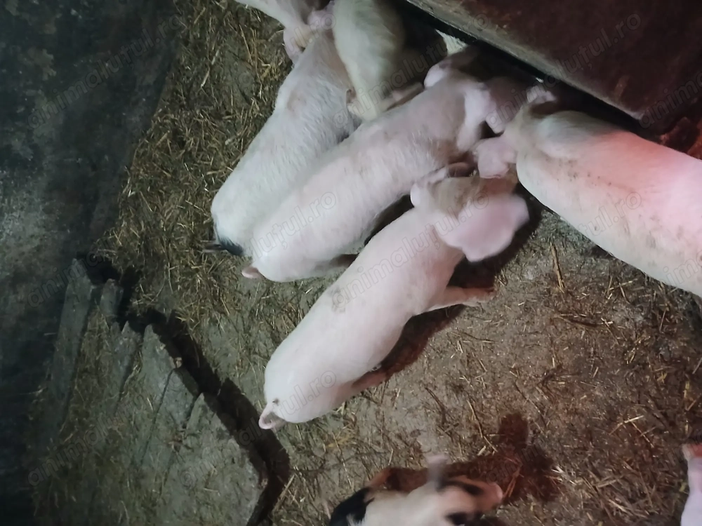 Purcei de vânzare  Purcei de vânzare