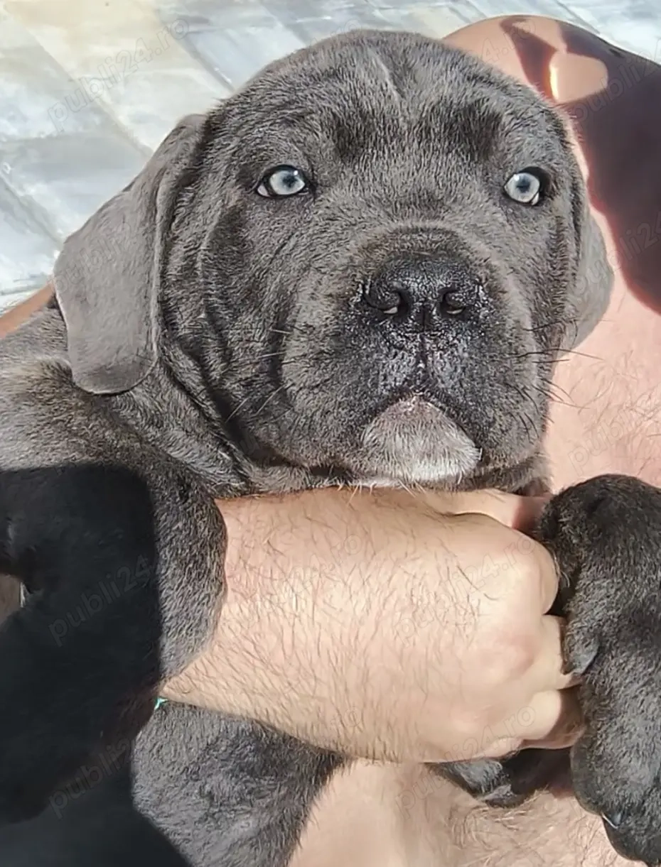 Căței Cane Corso,2 luni, cu Pedigree+