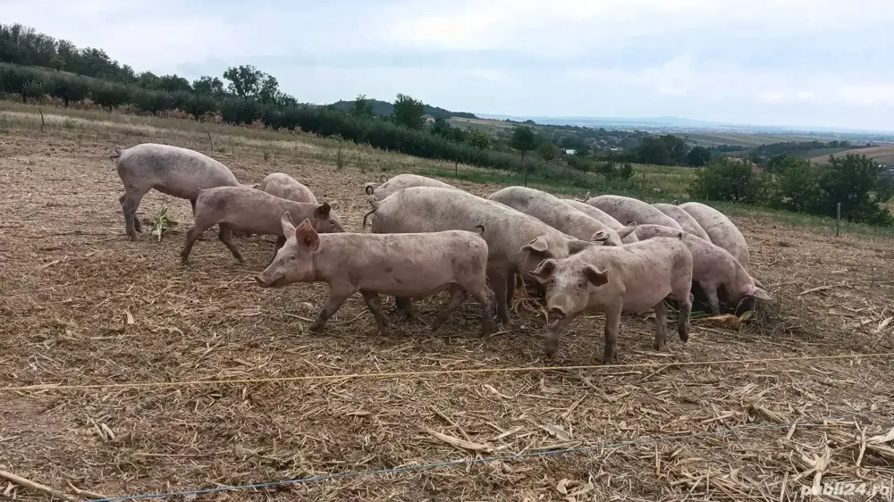 Vand soldani 40-50kg landras+pietrain Vand soldani 40-50kg landras+pietrain