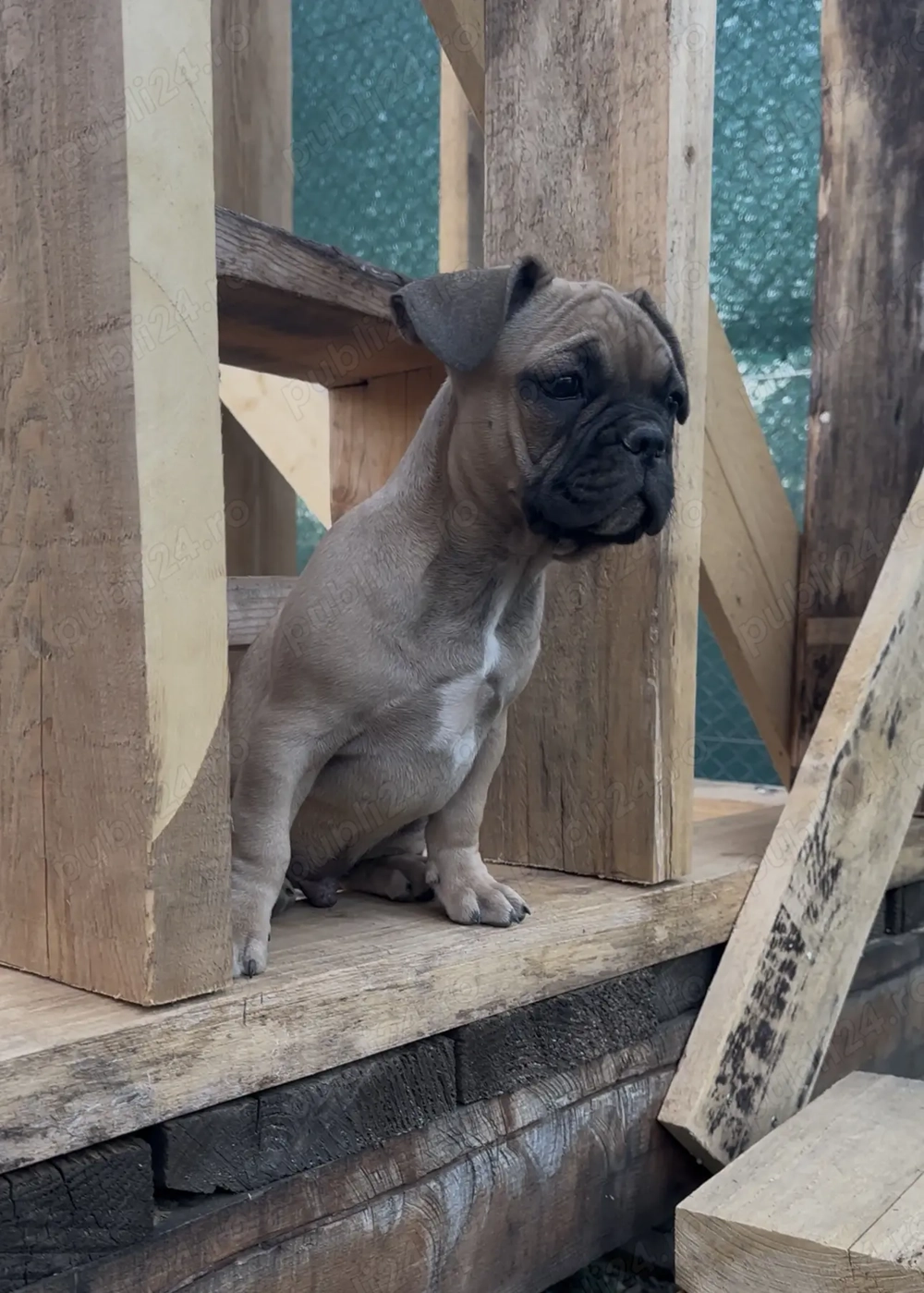 Bulldog francez Slatina Olt