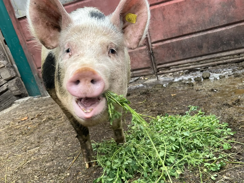 Vând scroafă pentru carne sau reproducere  Vând scroafă pentru carne sau reproducere