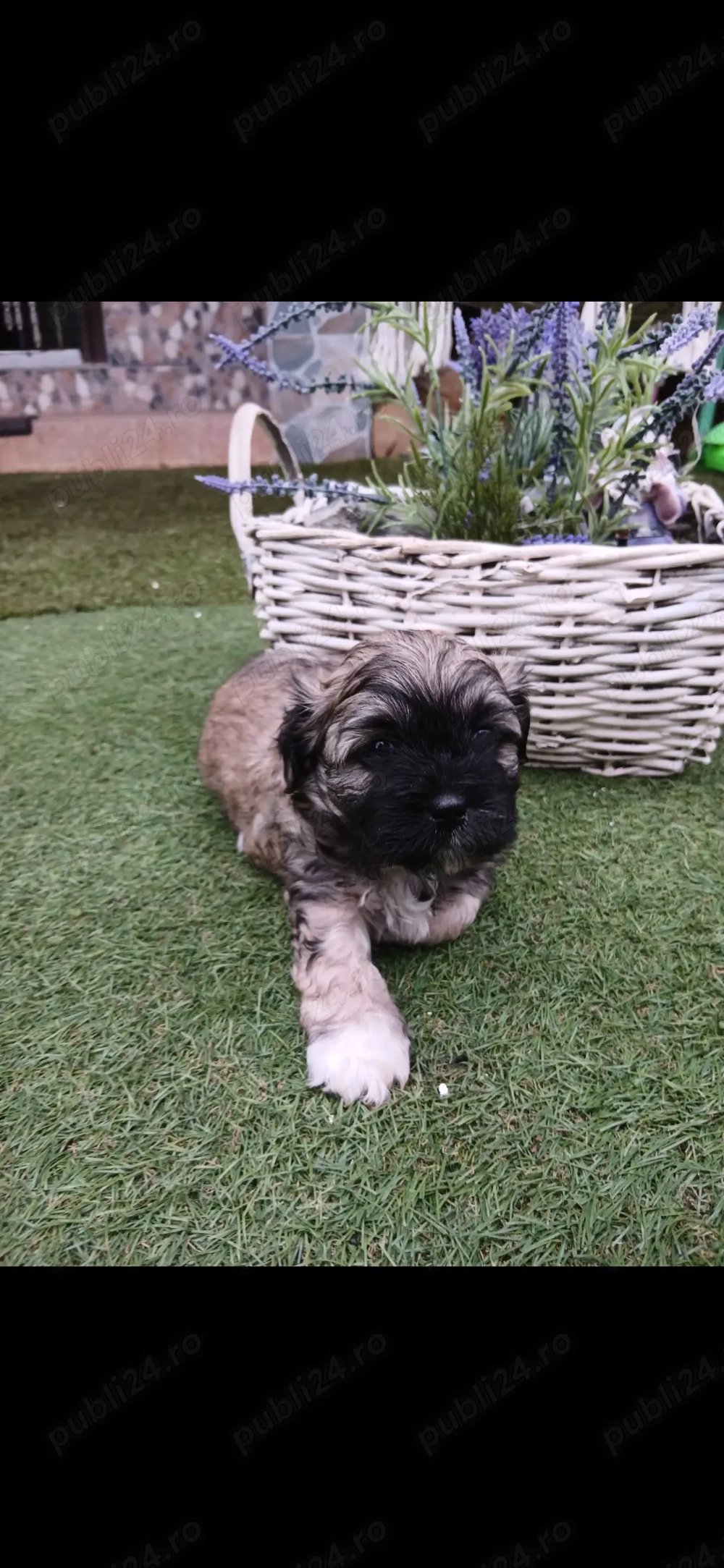 Catei shitzu o fetita si un baiat