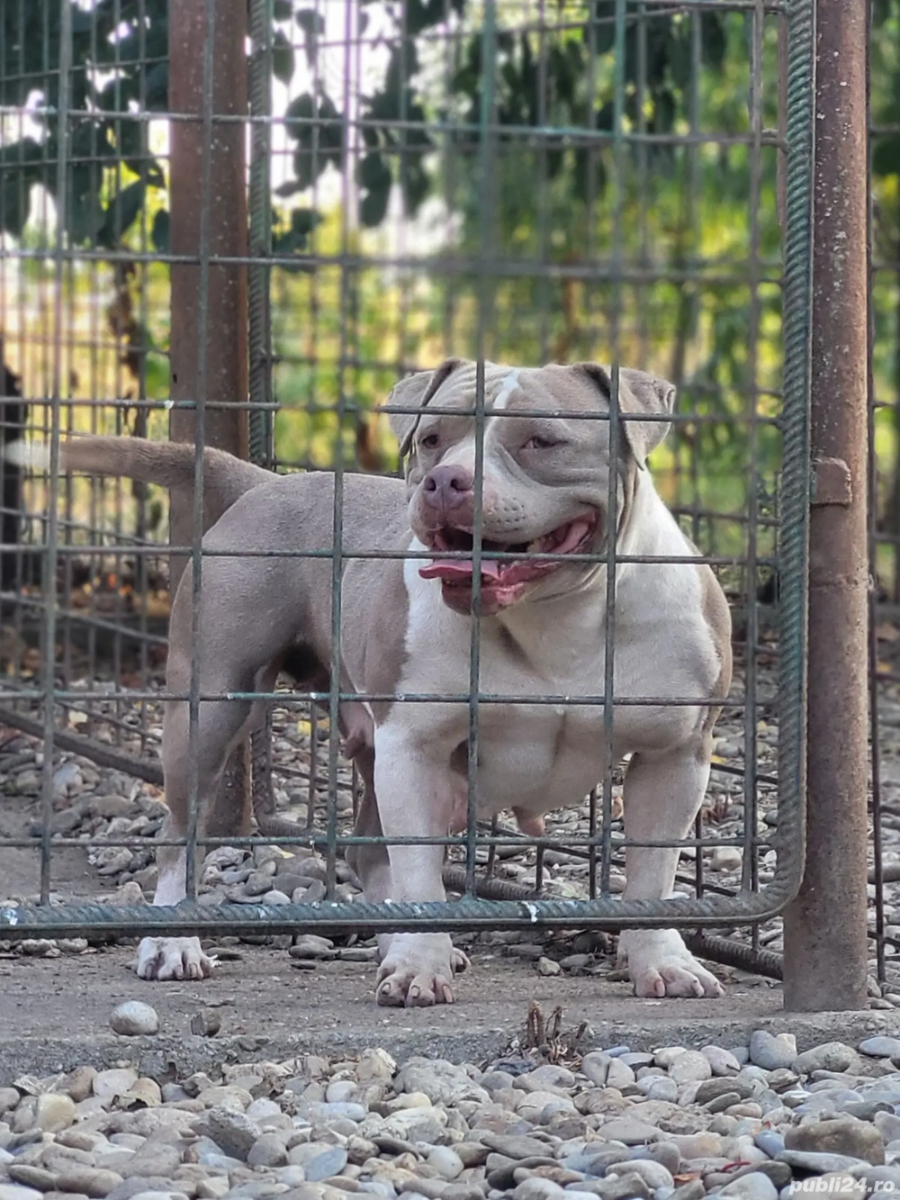 American bully femela