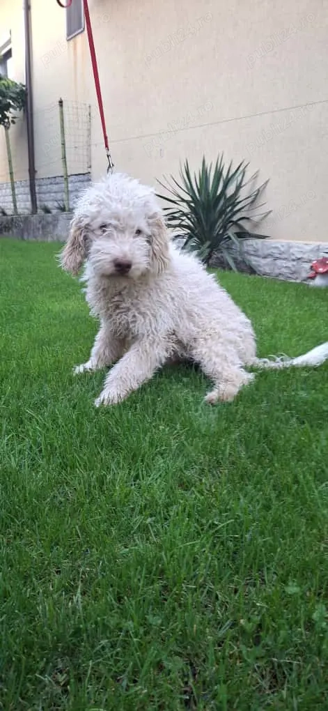 Disponibil mascul galben Lagotto romagnolo  Disponibil mascul galben Lagotto romagnolo