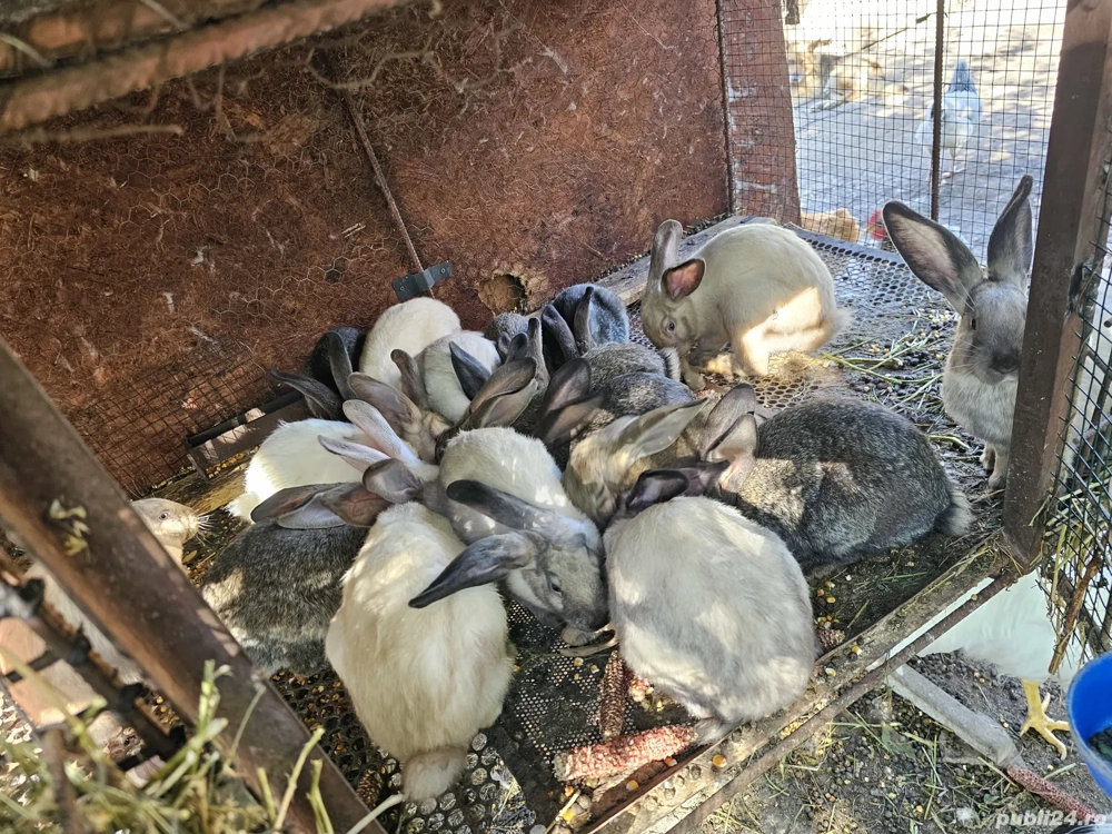 iepuri secuiesti  iepuri secuiesti