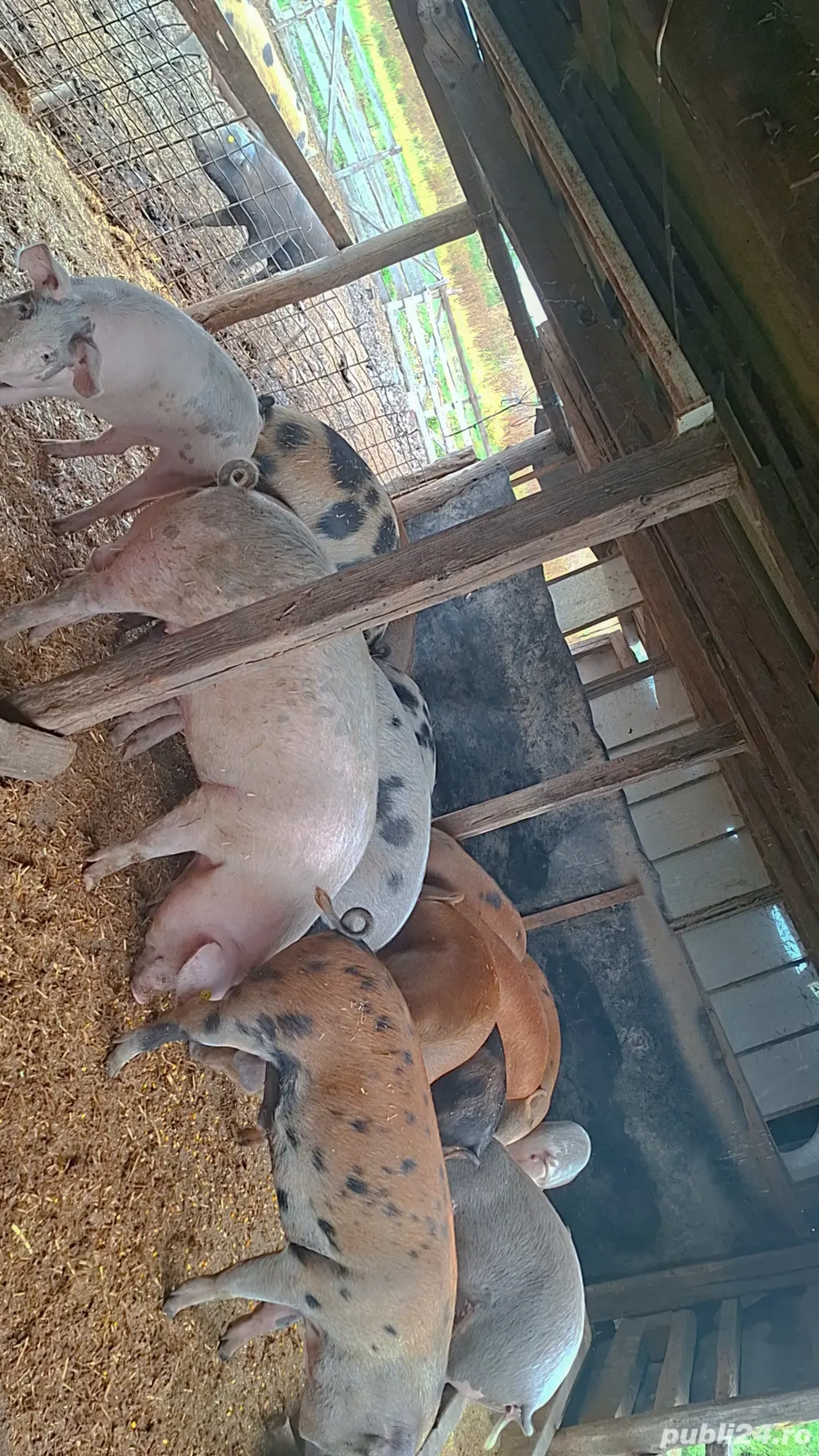 Vând porci grași și șuldani  Vând porci grași și șuldani