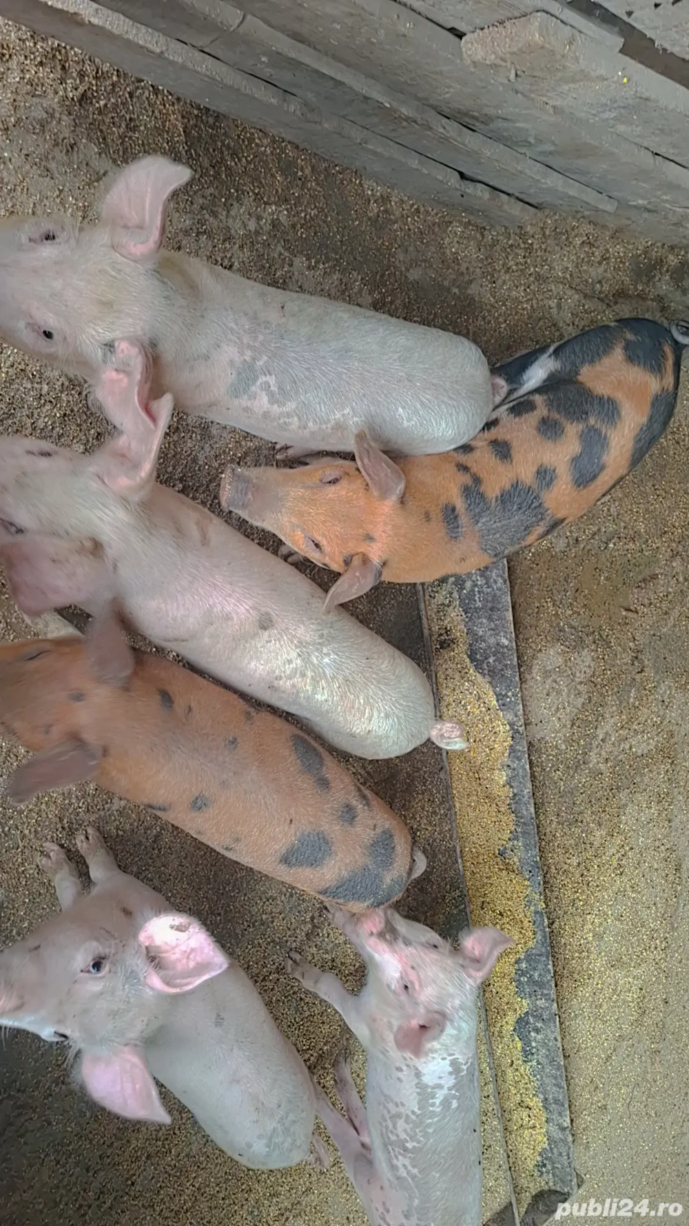 Vând 7 purcei 
