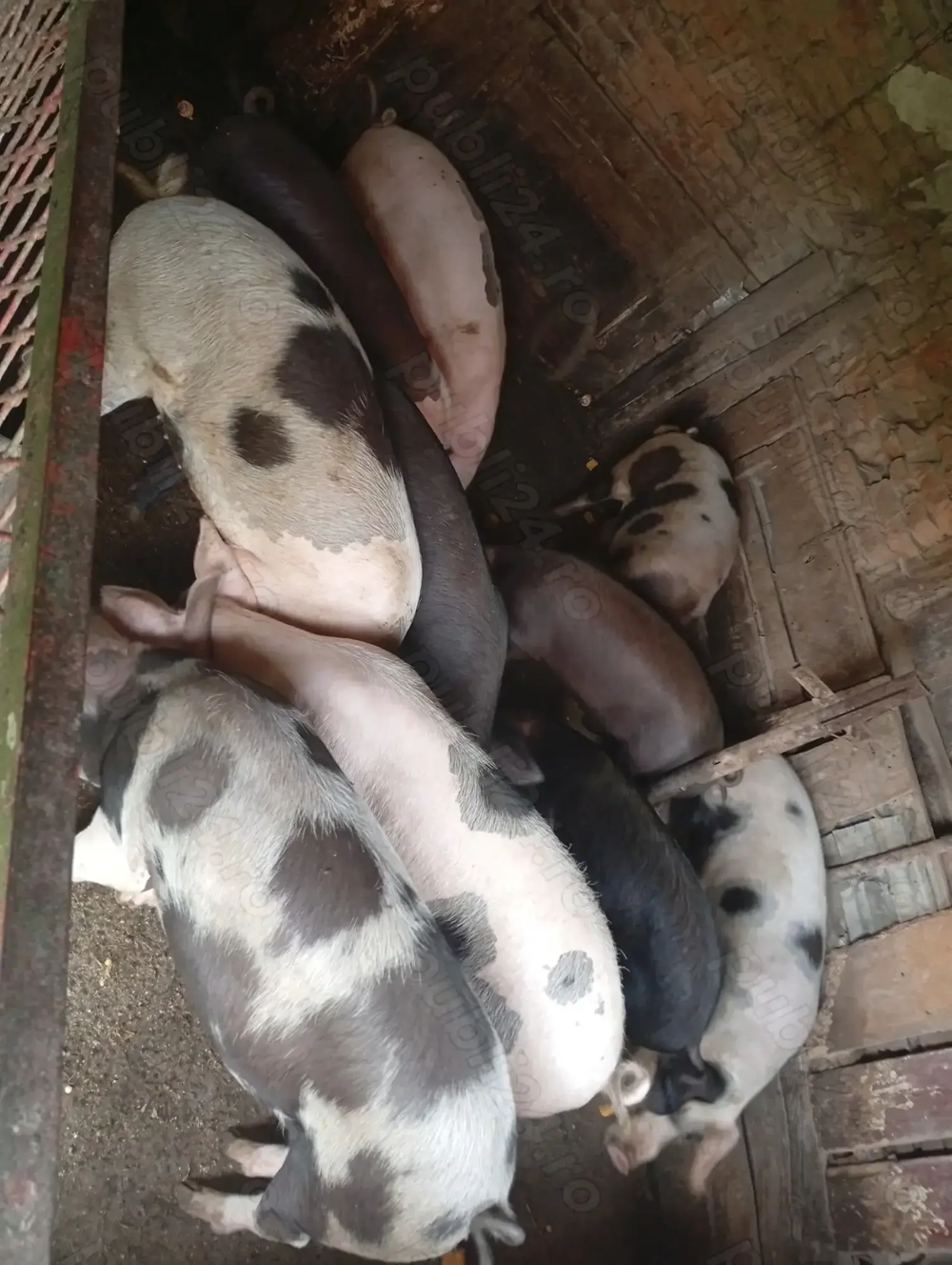 Porci de vânzare  Porci de vânzare